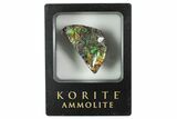 Iridescent Ammolite (Fossil Ammonite Shell) - Alberta #242967-1